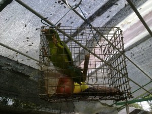 animal support parrot abuse