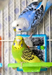 animal support parakeets