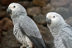 animal support parrots