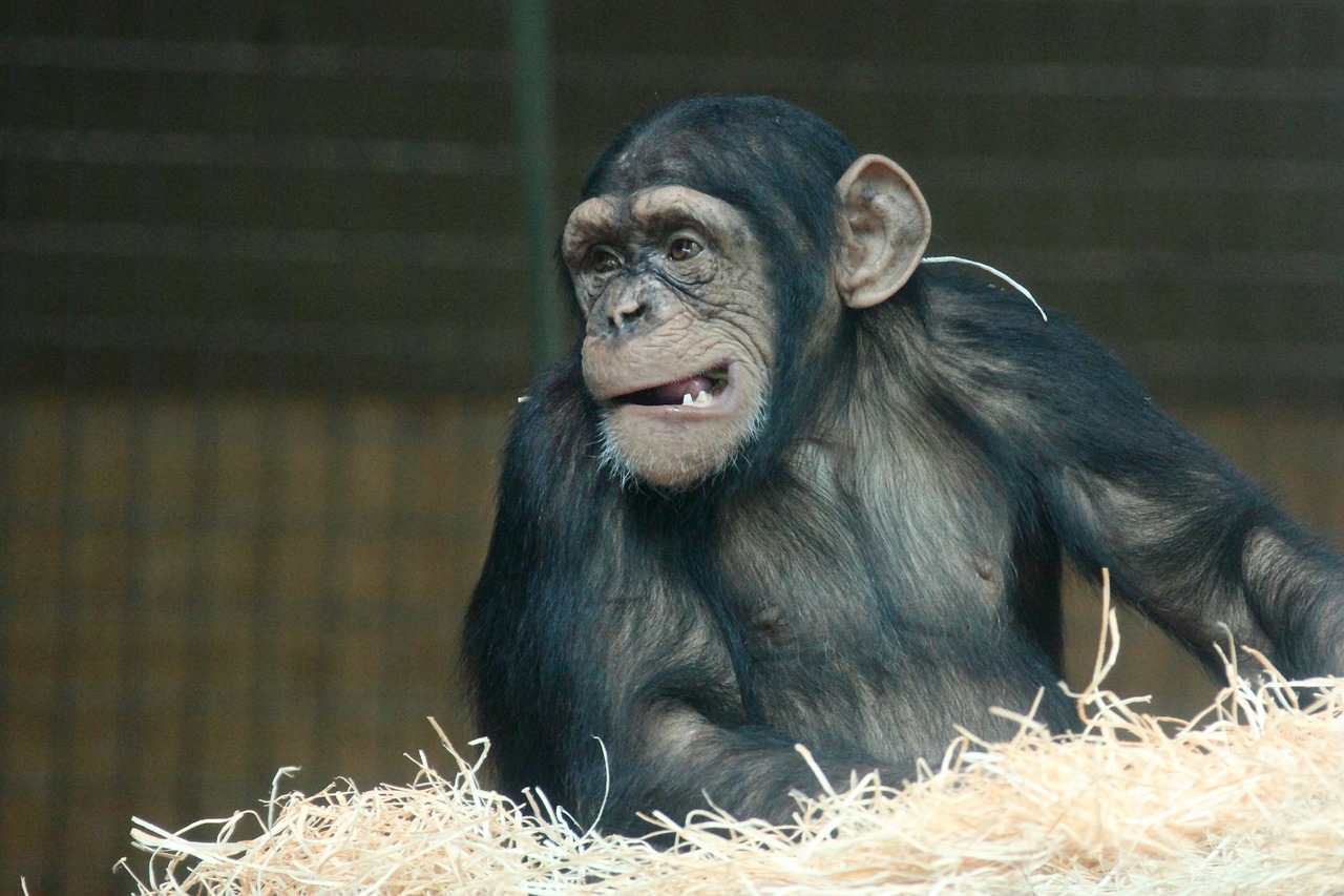 New York debats the right of chimps.